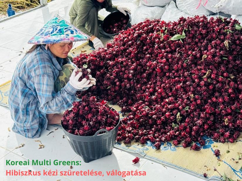 Koreanisches Multi Greens – 83 Inhaltsstoffe | Pflanzlicher Premium-Komplex (360 g)